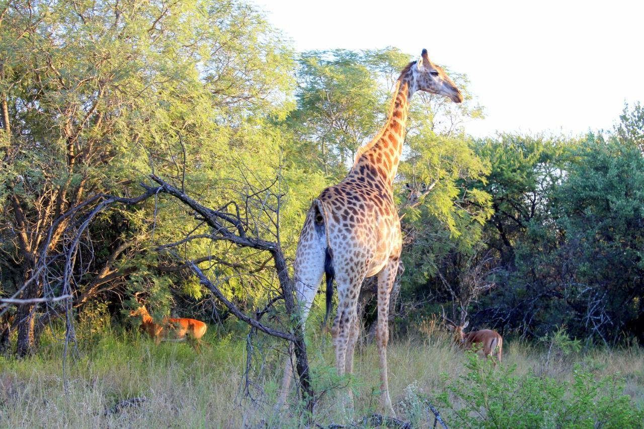 Ndlovu Log Home Dinokeng Klipdrift Exterior foto